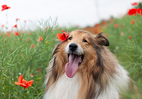 Әдемі әйел бөксесі бар порно